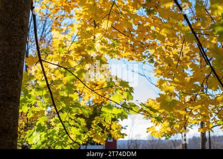 Maple leaves colored yellow during autumn. Stock Photo