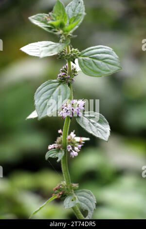 In summer, mint (Mentha) grows in the wild Stock Photo