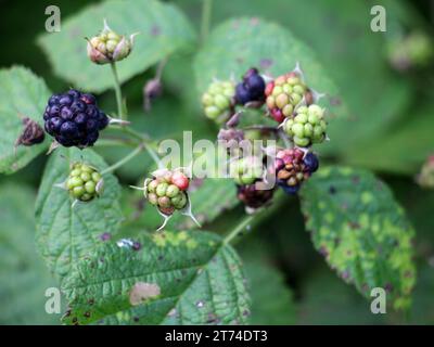 In the wild, berries ripen on a branch of the common blackberry (Rubus caesius). Stock Photo