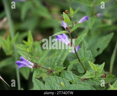 The valuable medicinal plant Scutellaria galericulata grows in the wild Stock Photo
