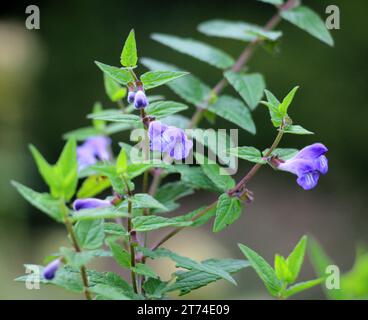 The valuable medicinal plant Scutellaria galericulata grows in the wild Stock Photo