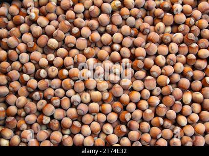 The harvest of hazel fruits is collected on the pile Stock Photo