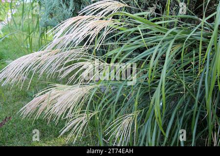 Chinese miscanthus (Miscanthus sinensis), used in landscaping Stock Photo
