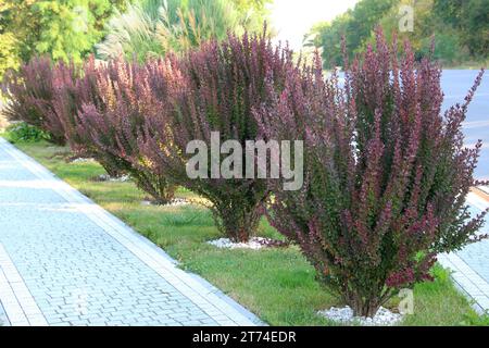 Thunberg's barberry (Berberis thunbergii) grows in the garden in spring Stock Photo