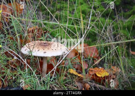 large fully developed Parasol mushroom Stock Photo