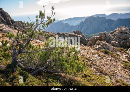 Pine and mountains from the Bocca di u Pargulu, Aiguilles de Bavella, GR20, Corsica, France Stock Photo
