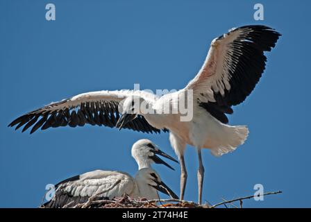 A baby white stork (Ciconia ciconia) trying to fly in the nest. Stock Photo