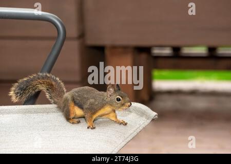 Issaquah, Washington, USA.  Douglas Squirrel standing on a patio chair Stock Photo