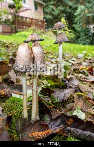 Issaquah, Washington, USA.  Smaggy Mane (Coprinus comatus) edible mushrooms growing on a lawn.  Also known as shaggy ink cap or lawyer's wig. Stock Photo
