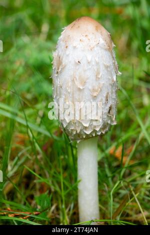 Issaquah, Washington, USA.  Close-up of a Smaggy Mane (Coprinus comatus) edible mushroom growing on a lawn.  Also known as shaggy ink cap or lawyer's Stock Photo