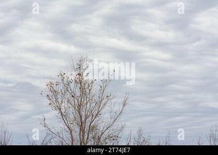 An overcast sky filled with clouds with a ripple pattern and a solitary winter tree stripped of its leaves in the foreground. Stock Photo