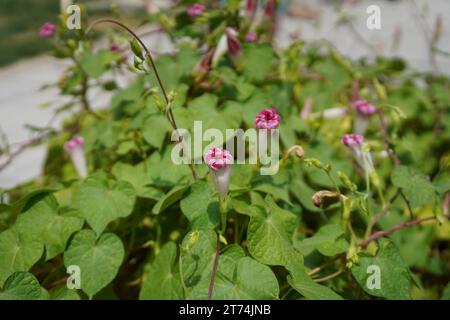 Morning glory, Mexican morning glory(Ipomoea tricolor) Stock Photo