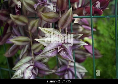 Silver inch plant or Wandering Jew(Tradescantia zebrina), formerly known as (Zebrina pendula) Stock Photo