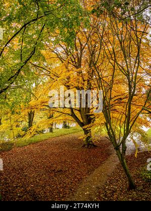 A majestic tree with a golden autumnal canopy in Wharfemeadows Park, Otley. UK Stock Photo