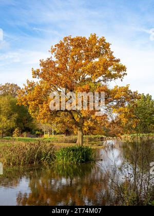 A mature tree with a golden autumnal crown at the edge of the Queen Mother's Lake in Harlow Carr Gardens, Harrogate. UK Stock Photo