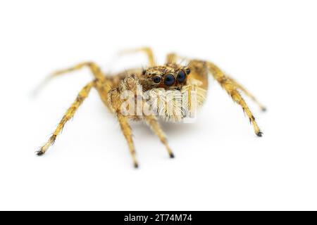 jumping spider macro shot isolated on white background Stock Photo