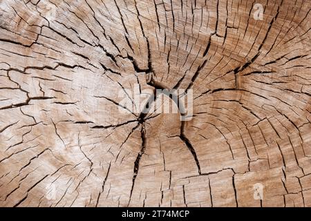 A close view of a cut tree trunk. Deep cracks and faint tree rings spread out from the center of the trunk. Stock Photo