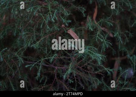 Juniper, Canary Islands juniper(Juniperus cedrus) Stock Photo