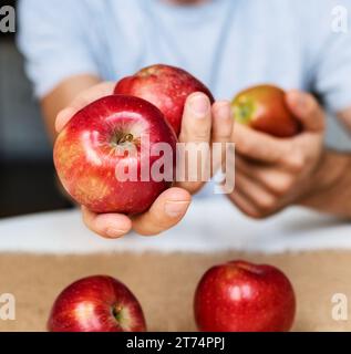 Red apples in female hands. Red Delicious apples. Stock Photo