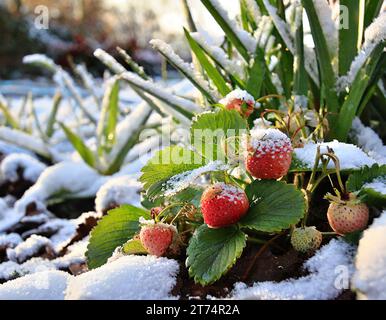 Strawberries in winter under a snow-white blanket Stock Photo