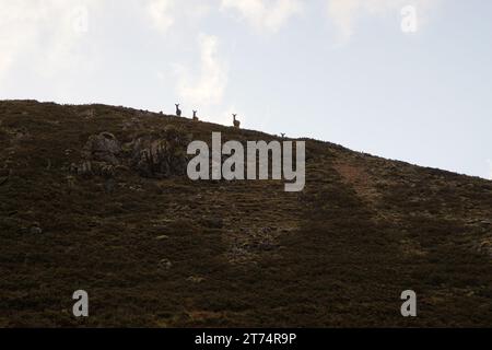 Red Deer (Cervus elaphus)  looking down at Allt nan Uamh  (also known as Furan Allt nan Uamh, by the footpath to Bone Caves  Inchnadamph, Assynt, Suth Stock Photo