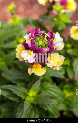 Close up of Nemesia Aroma Series Heart of Gold a hybrid plant that as bicolour burgundy red and yellow flowers is a half hardy deciduous perennial Stock Photo
