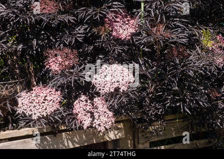 Sambucus nigra  Black Elder  A diciduous bushy shrub or small tree that has black leaves and also black berries in autumn. Is fully hardy. Stock Photo