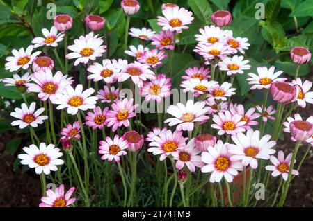 Rhodanthemum or Moroccan daisy is a clump forming perennial with daisy like flowers in shades of white red and pink semi evergreen and frost hardy Stock Photo