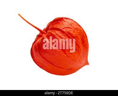 Orange physalis isolated on a white background. Macro shot of dry cape Gooseberry or Physalis. Object with clipping path. Stock Photo