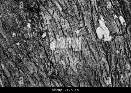 Close up tree texture Stock Photo