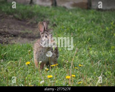 Eastern cottontail rabbit eating dandelions in the springtime, Texas, USA Stock Photo