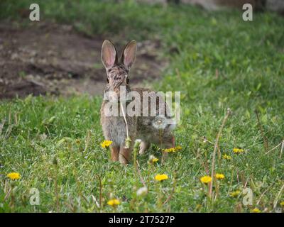 Eastern cottontail rabbit with a dandelion stalk looking straight at the camera, Texas, USA Stock Photo