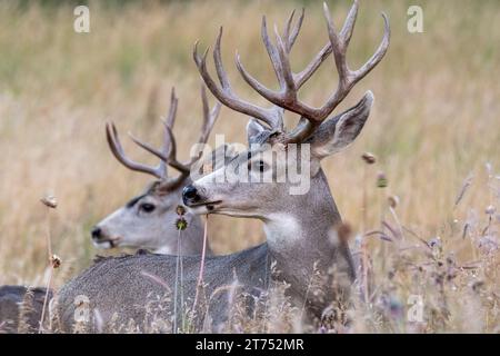 Two antlered white tail deer stand alert in a meadow with tall grass and wildflowers. Stock Photo