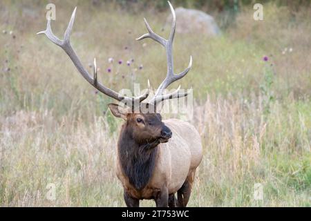 A bull elk stands in in a meadow and looks into the distance in Colorado. Stock Photo