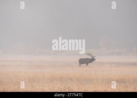 Wide view of a solitary bull elk standing in a field on a cool foggy morning in autumn, the details in the distance obscured by the heavy mist that bl Stock Photo