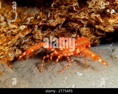 Red Atlantic reef lobster (Enoplometopus antillensis), El Cabron marine reserve dive site, Arinaga, Gran Canaria, Spain, Atlantic Ocean Stock Photo