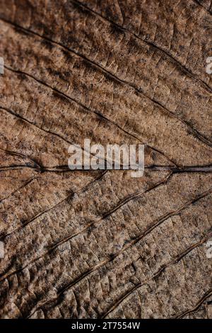 Macro view of dry leaf texture Stock Photo