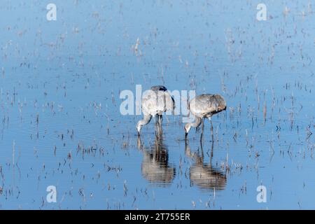 Two Sandhill Cranes grazing in a shallow pond. The birds are fully reflected on the surface of the still blue water. Stock Photo