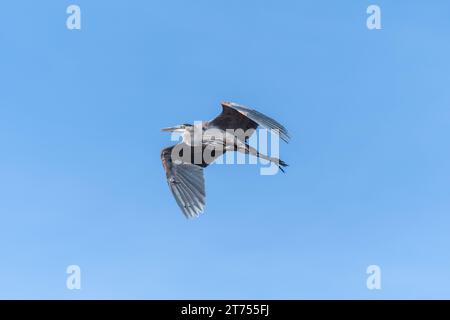 A solitary Great Blue Heron in flight, wings partially tucked with prominent shadows, against a pure blue sky. Stock Photo
