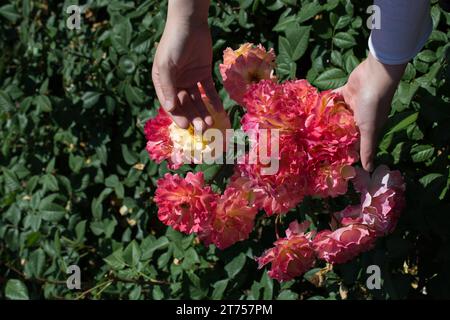 Beautiful fresh roses in hand Stock Photo