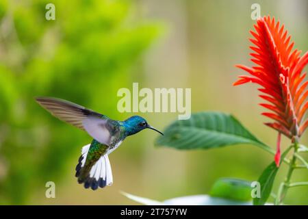 Flying White-naped Hummingbird (Trochilidae) female (Florisugra mellivora), Hummingbird, Swiftbirds (Apodiformes), Ahpelandra scabra, Acanthus family Stock Photo