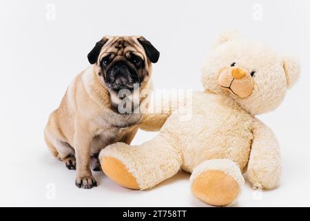 Pug with teddy bear hi res stock photography and images Alamy