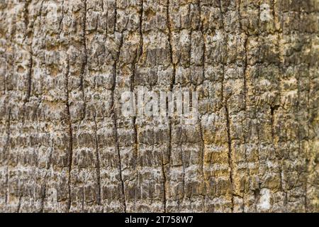 Background texture tree bark Stock Photo