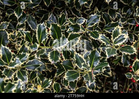 autumnal transformation of holly leaves and berries, as they evolve into a stunning shade of red amidst a textured leafy canvas Stock Photo