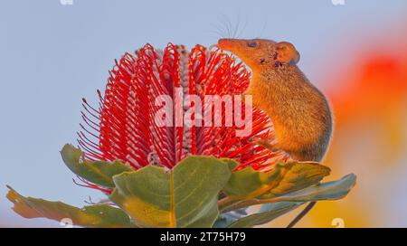 Honey Possum, Waychinicup National Park, Cheyne's Beach, Western Australia Stock Photo