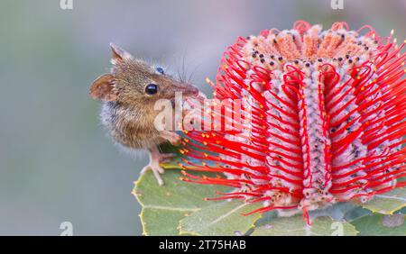 Honey Possum, Waychinicup National Park, Cheyne's Beach, Western Australia Stock Photo