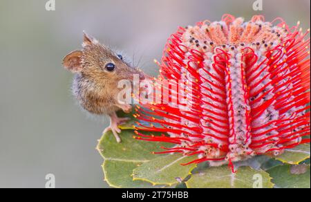 Honey Possum, Waychinicup National Park, Cheyne's Beach, Western Australia Stock Photo