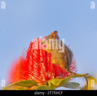 Honey Possum, Waychinicup National Park, Cheyne's Beach, Western Australia Stock Photo