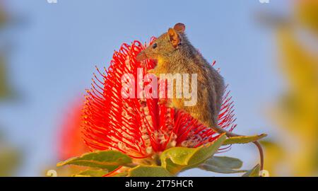 Honey Possum, Waychinicup National Park, Cheyne's Beach, Western Australia Stock Photo