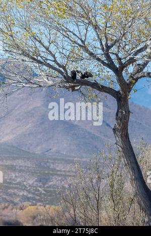 Two Bald Eagles nesting high up a tree at Bosque Del Apache National Wildlife Refuge in New Mexico, with a blue sky and desert mountains in the backgr Stock Photo